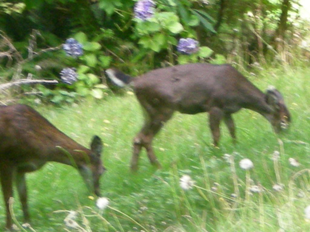Davis Brook Retreat Bed & Breakfast Sechelt Luaran gambar